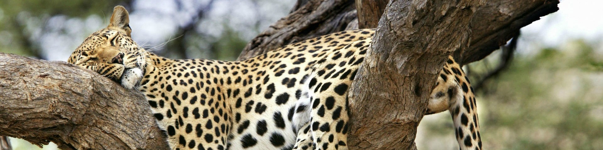 This Leopard Takes A Well Deserved Nap